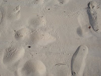 more tracks on the beach
