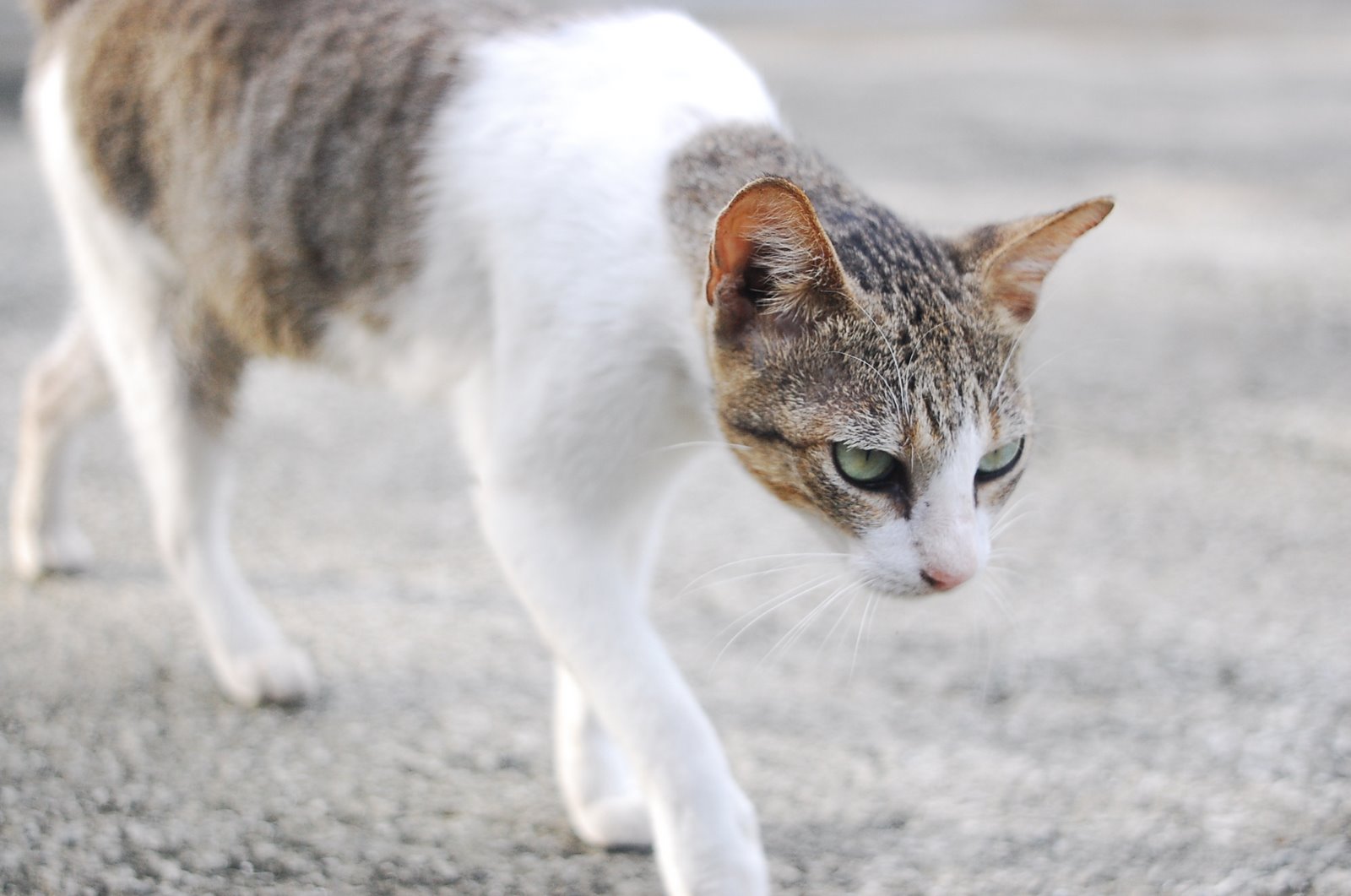 [DSC_9385.JPG]