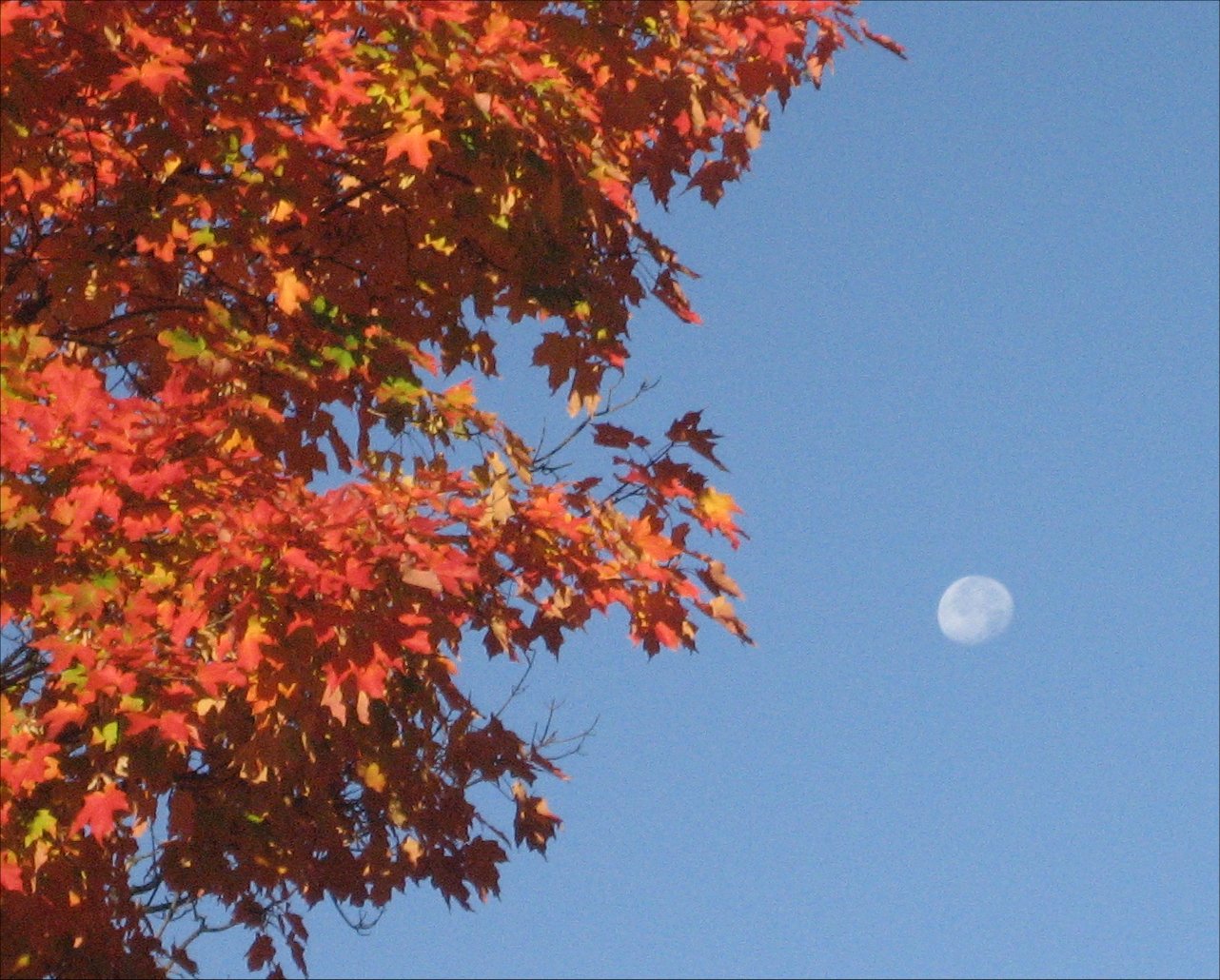 [Autumn+Daylight+Moon2+10-17-08.jpg]