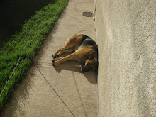 Watchdog off duty