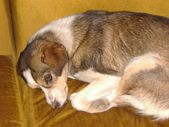 Dorada con mirada triste