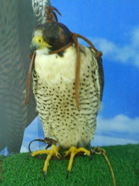 Macho de Halcón Peregrino