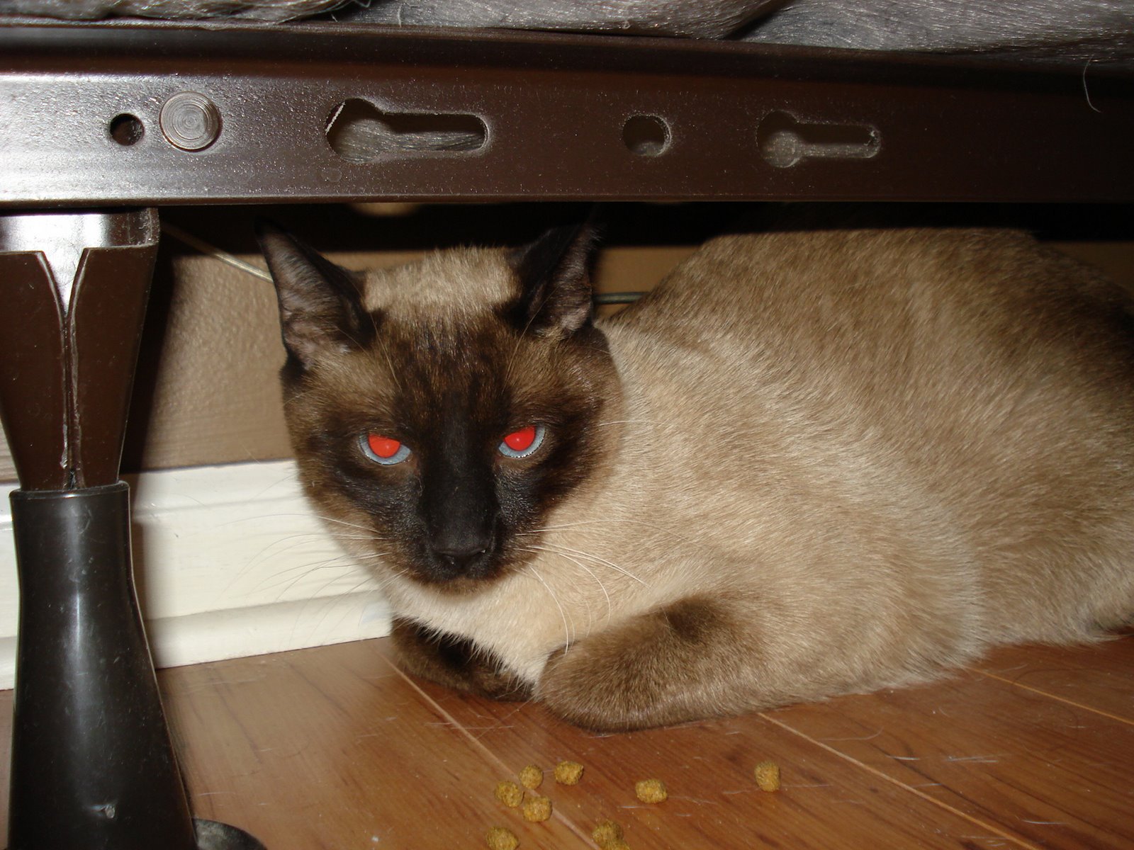 [kitty+004.jpg]