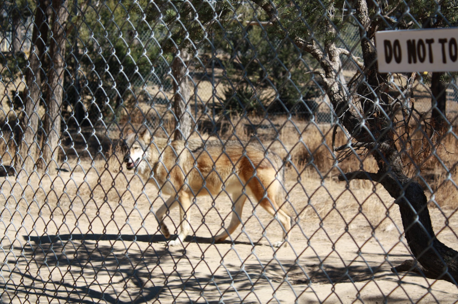 Red Female Wolf