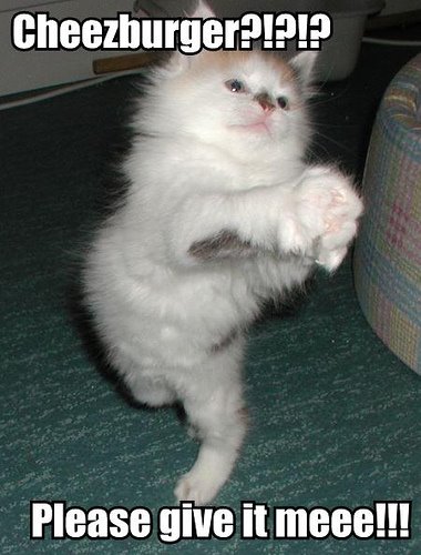 [lolcat79.jpg]