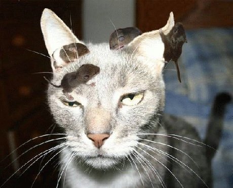 [lazy+cat.jpg]