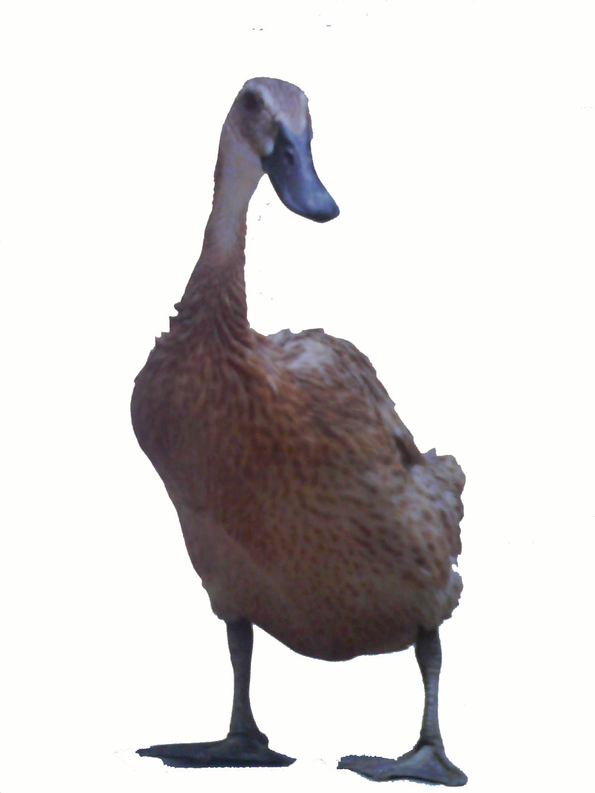 Bebek Potong Hidup Bebek Smile