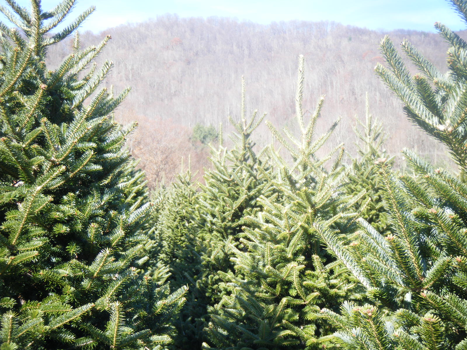 Flour Sack Mama Organic Farming Offers Greener Christmas Trees