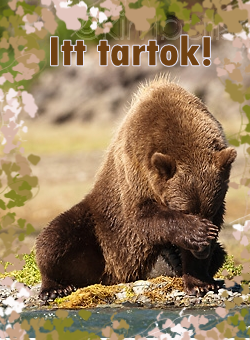 http://4.bp.blogspot.com/_b3sD-jiAXDg/TQ9phI1QDnI/AAAAAAAAAh0/yEYamluNEPg/s1600/k%C3%B6nyvjelz%C5%91+maci3+k%C3%A9szen.png