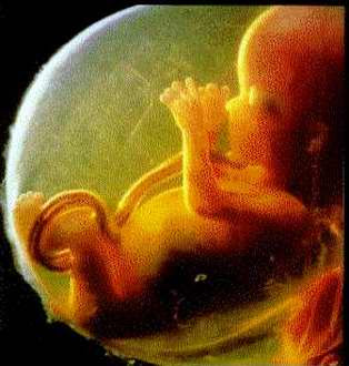 VER IMAGEN EMBRION 8 SEMANA ver imagen embrion 8 semana: