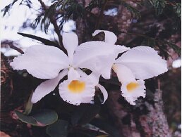 [ORQUIDEAS.jpg]