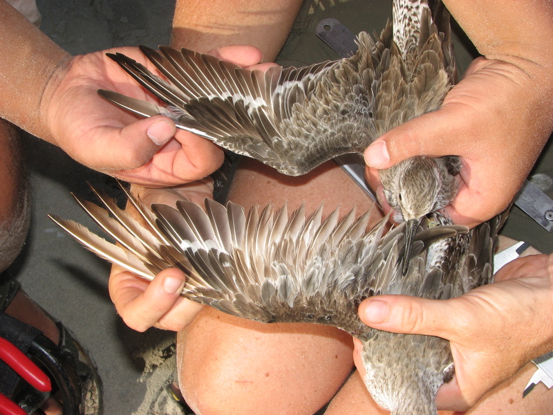 [comparison+of+a+jevenil+and+adult+red+knot2-1.jpg]