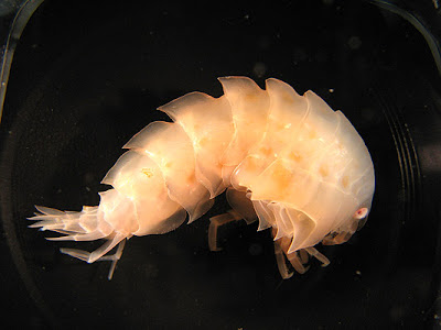 Epimeria