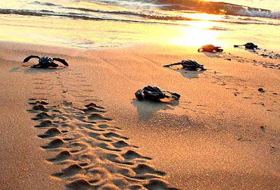 Tortugas