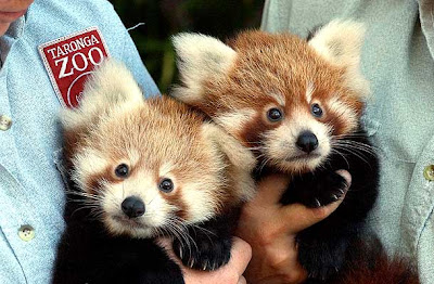 Pandas rojos