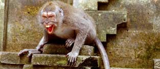 Monos