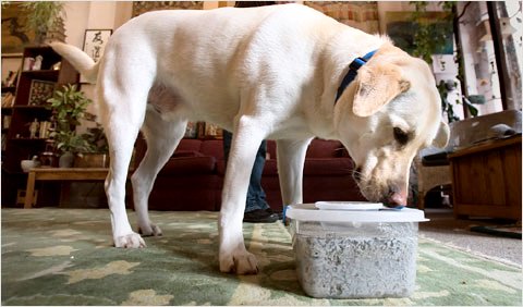 Cancer Sniffing Dogs