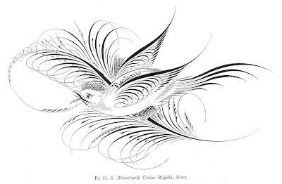 Calligraphic Flourishes