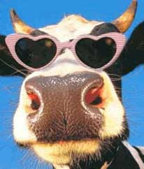 Cowitus Interruptus The Mooing cow says Moo