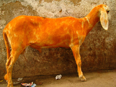 orange dunks goat