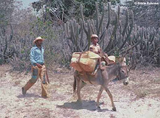 Sertão do Ceará