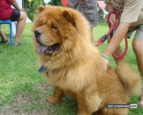 dogs that look like lions dogs breeds that look like lions dogs that look like lions dogs breeds that look like lions