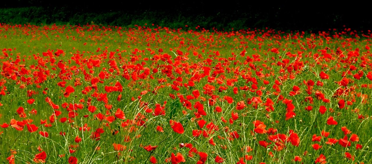 [coquelicots4.jpg]