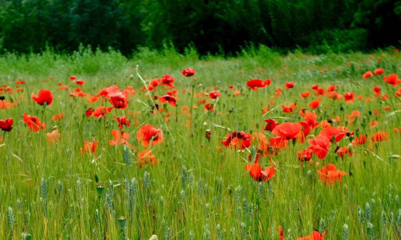 [coquelicots2.jpg]