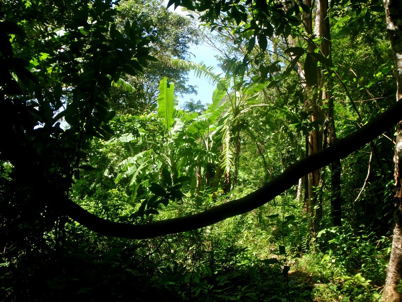 [Phuket_jungle10.jpg]