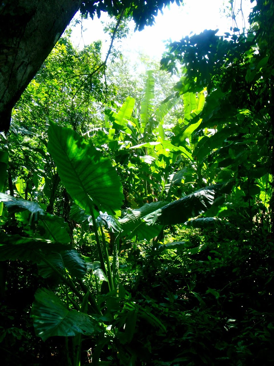 [Phuket_jungle07.jpg]