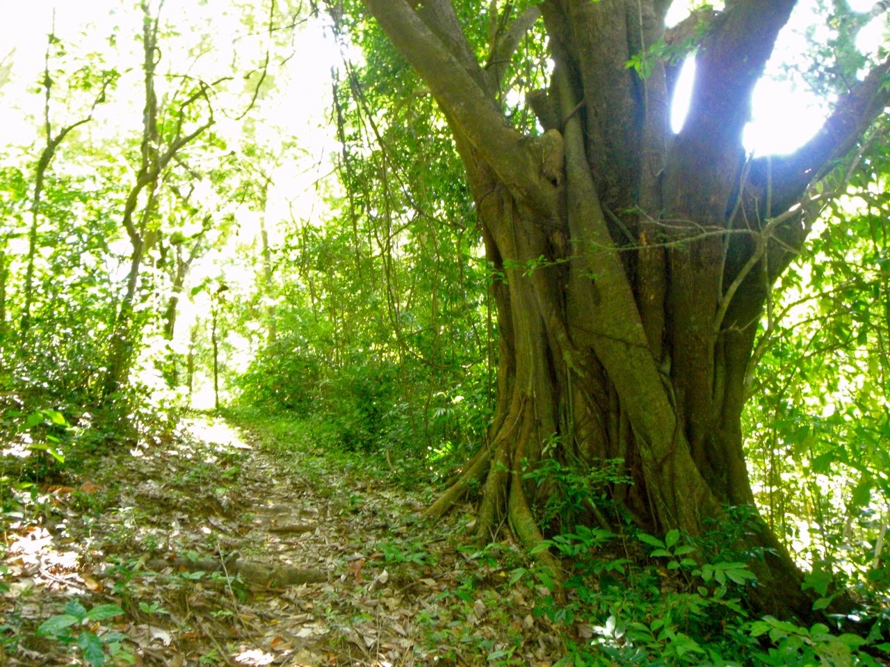 [Phuket_jungle02.jpg]