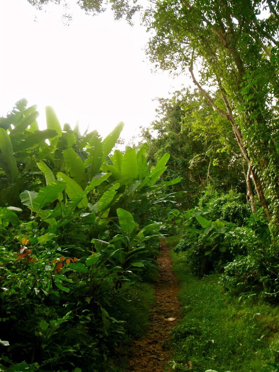 [Phuket_jungleG1.jpg]