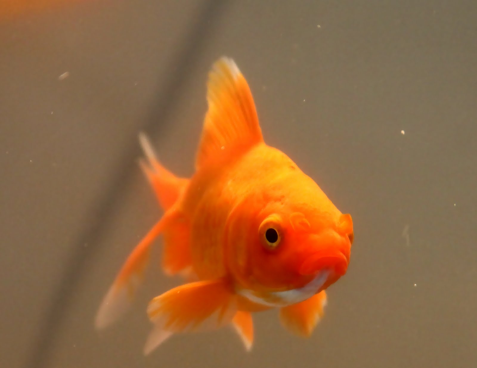 Baby Fantail Goldfish