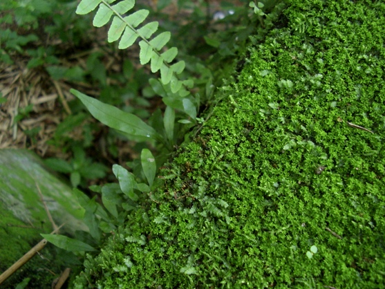 [STA41609.JPG]