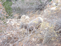 mountain goat