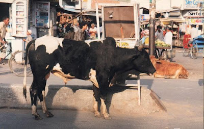 Cattle On Road