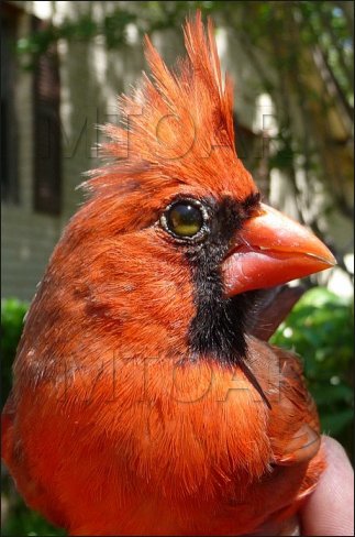 [bird-in-the-hand.jpg]