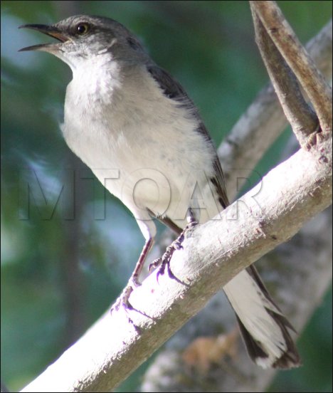 [mockingbird_screech.jpg]