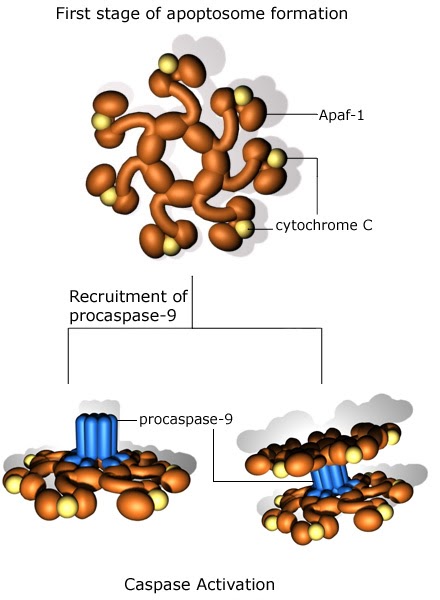 Rapidinhas Patológicas APOPTOSOMA