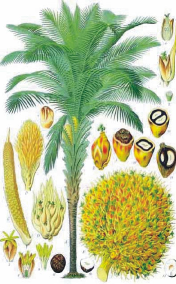 Industrial scale pyrolysis the easiest to use Biomass Oil Palm