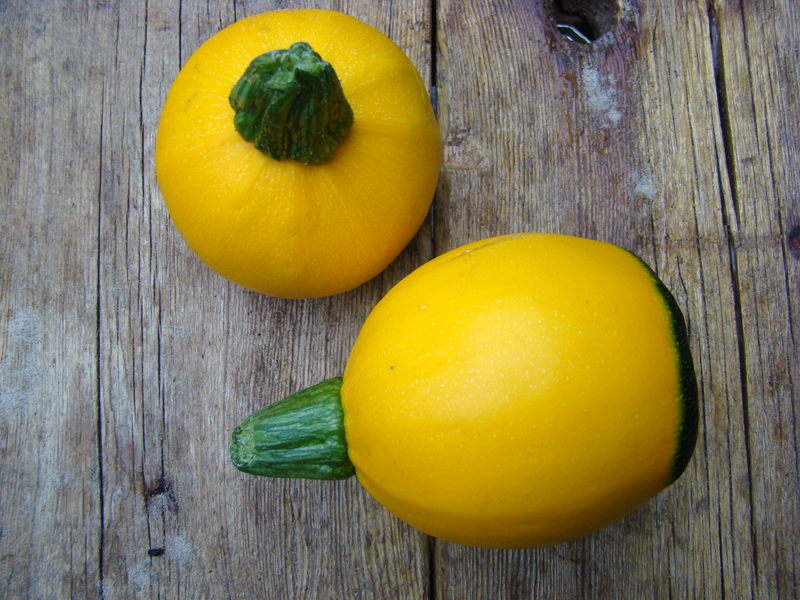 TEXELPICS Harvest Round yellow zucchini