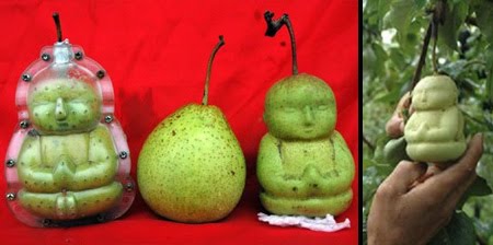 [pears1.jpg]