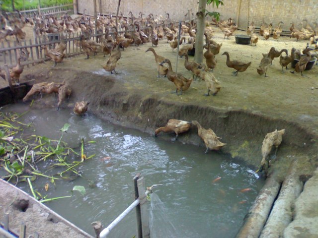 budidaya bebek peking