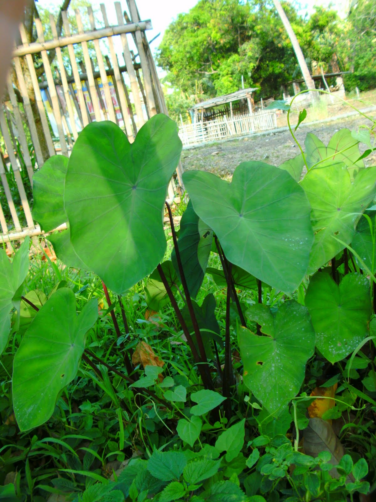 The Captivated Life Taro PLant Gabi