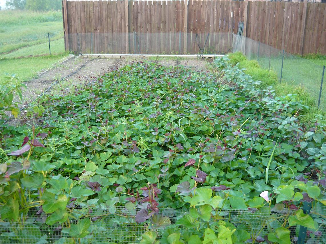Tew's Life on the Bayou Sweet potato variety 'Evangeline'