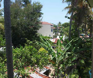 Faveljas tussen mango and coconut trees