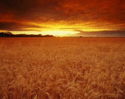 Cereal Field