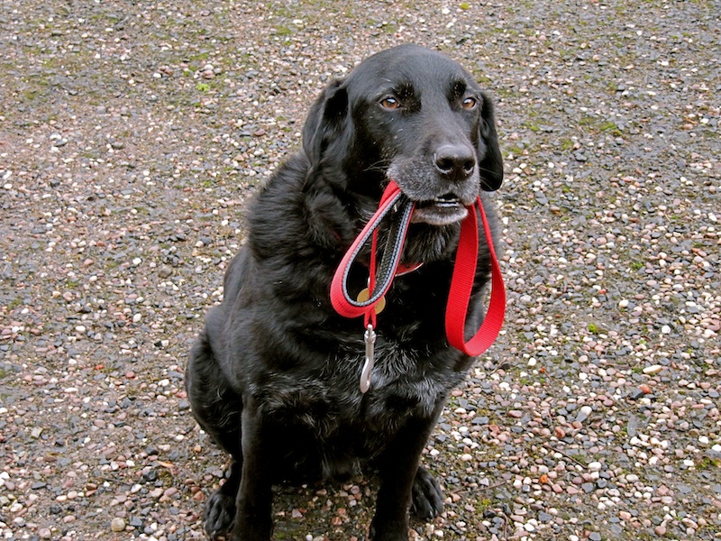 Lump on gums lower front tooth