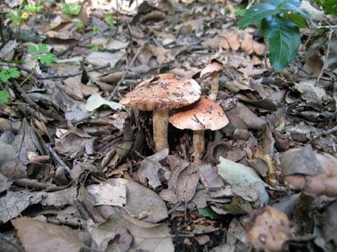 [IMG_0138.JPG]