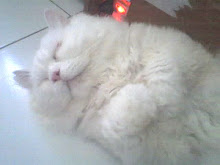 BIANCOCUPIDO: Cara Merawat Bulu Kucing